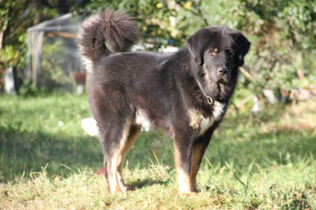 XIBIT  Henriet´s garden,(ARISSA x DJEGO)